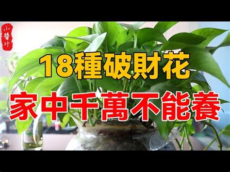 白玉萬年青風水|萬年青擺放風水禁忌：怎樣擺放才能招財進寶？【萬年。